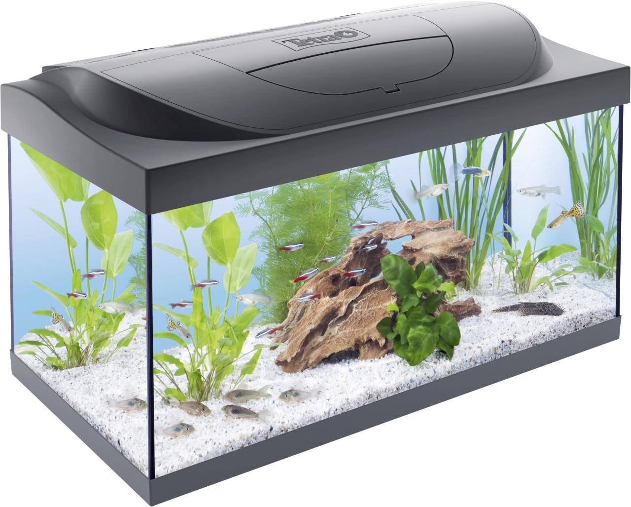 Tetra Starter Line 80L Aquarium-Komplettset (Weiß) – Inkl. LED, Filter & Heizer