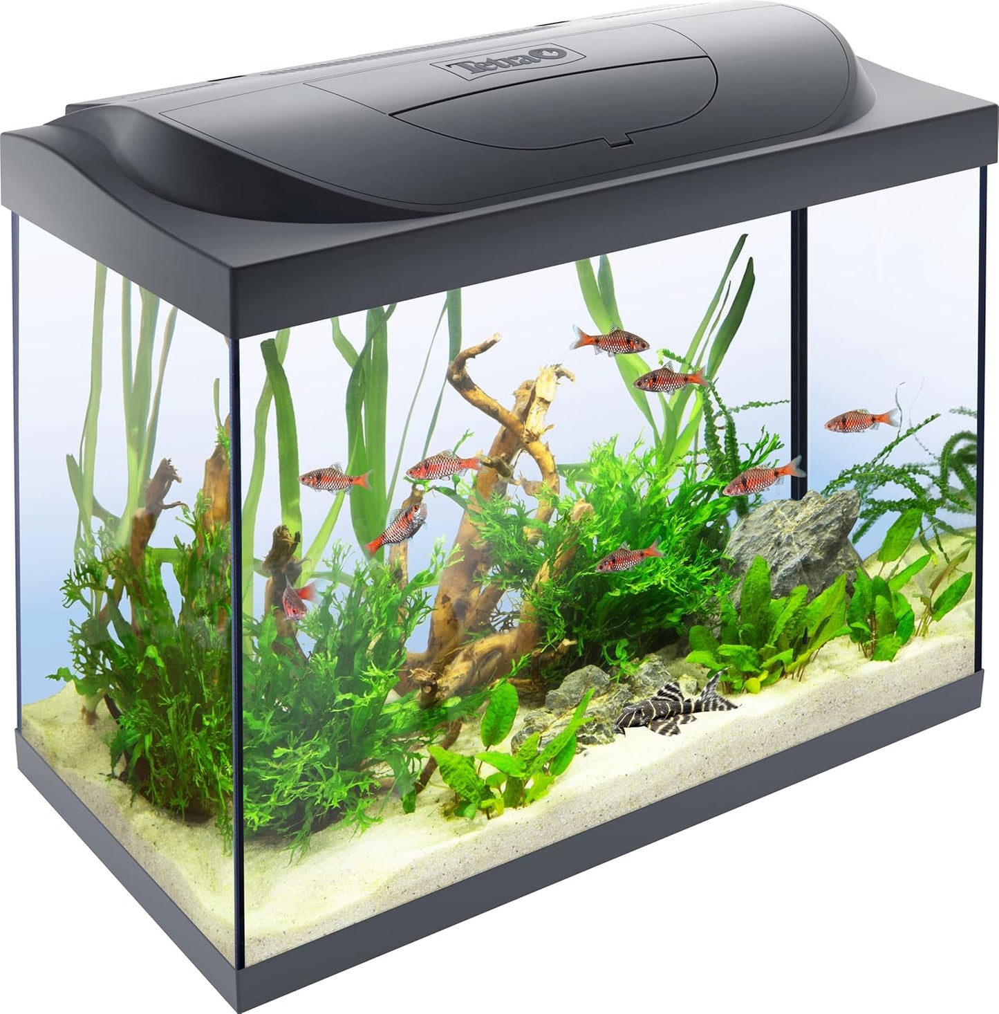 Tetra Starter Line 80L Aquarium-Komplettset (Weiß) – Inkl. LED, Filter & Heizer