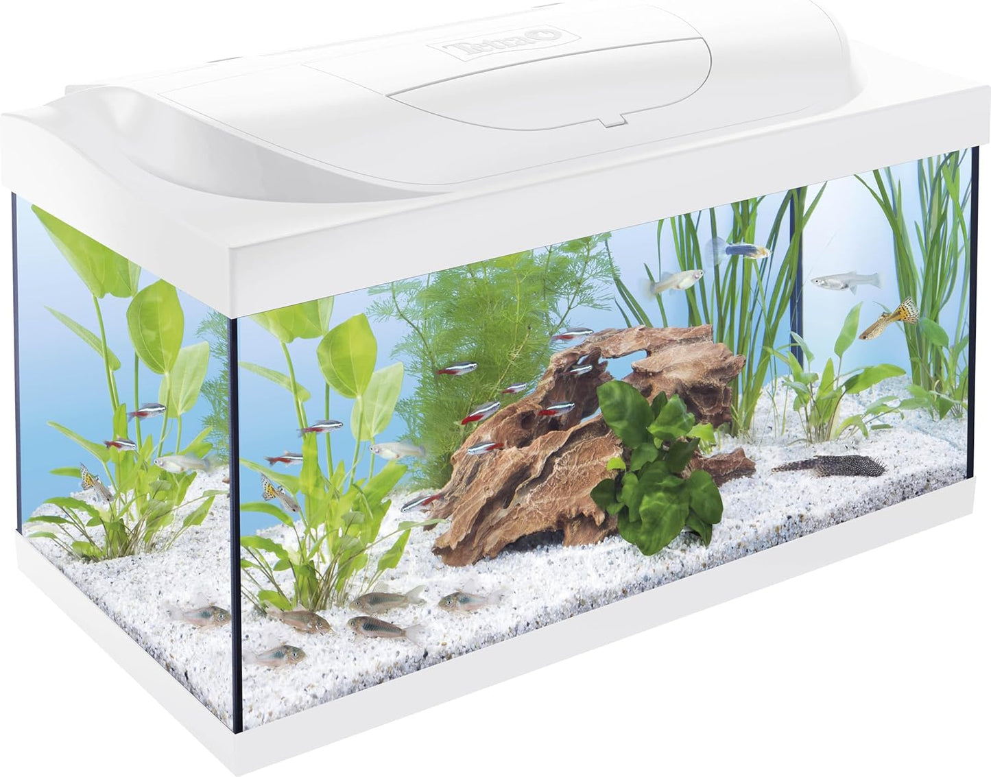 Tetra Starter Line 80L Aquarium-Komplettset (Weiß) – Inkl. LED, Filter & Heizer