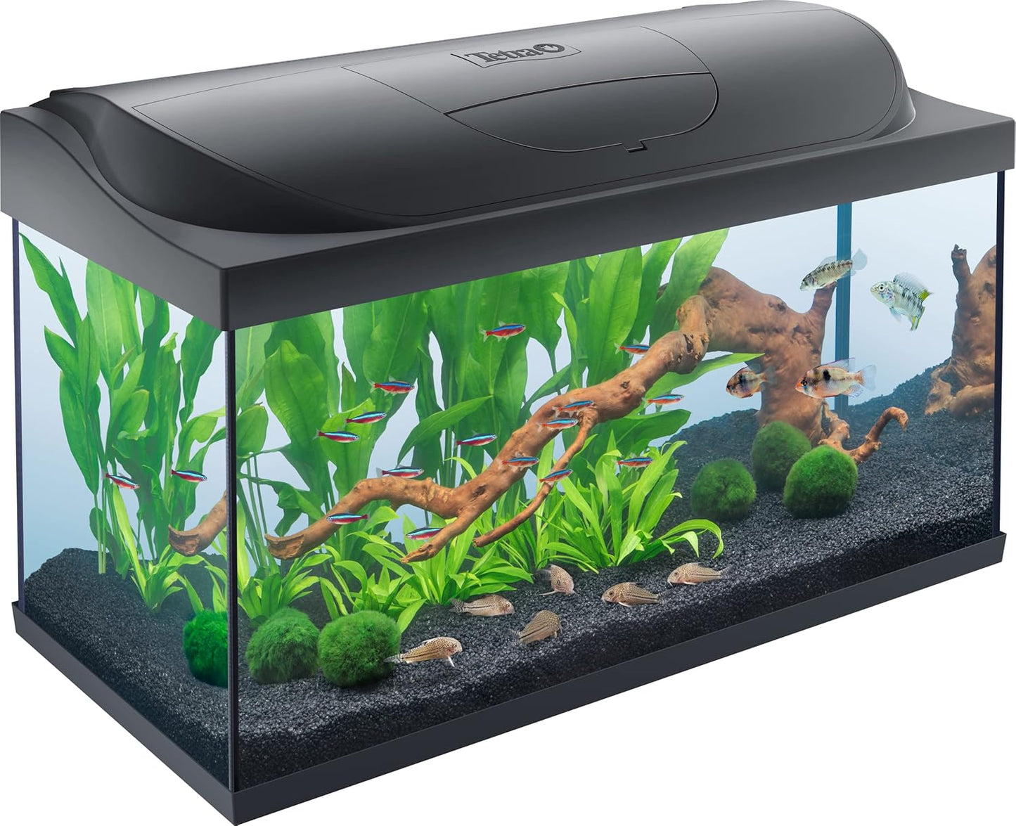 Tetra Starter Line 80L Aquarium-Komplettset (Weiß) – Inkl. LED, Filter & Heizer